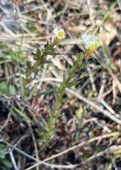 Gratiola ramosa