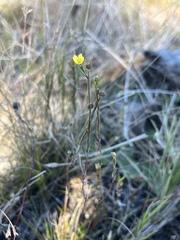 Linum medium texanum