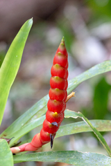 Vriesea rhodostachys