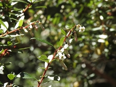 Escallonia rosea