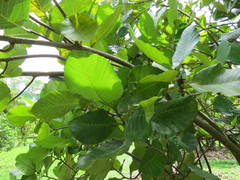 Dillenia suffruticosa