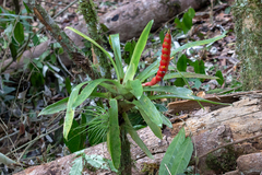 Vriesea rhodostachys