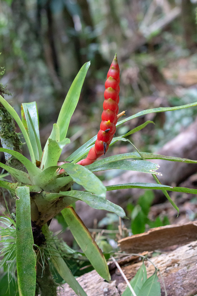 Vriesea rhodostachys