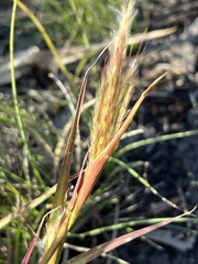 Bothriochloa