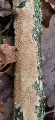 Phlebia livida