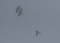 Prioniturus montanus