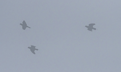 Prioniturus montanus