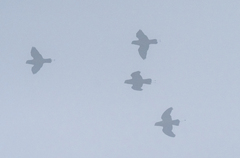 Prioniturus montanus