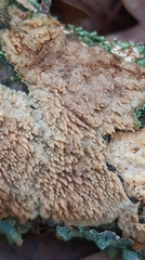 Phlebia livida