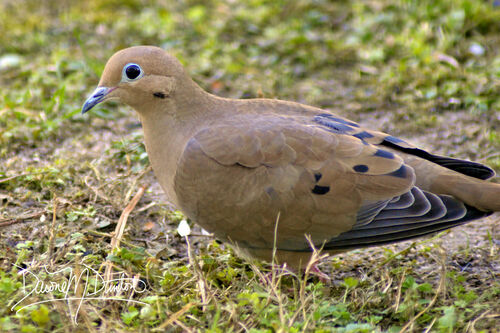 Mourning Dove photographed in South Carolina