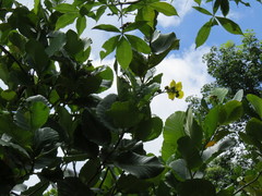 Dillenia suffruticosa