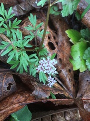 Erigenia bulbosa