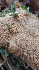 Phlebia livida