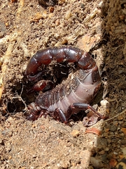 Bothriurus bonariensis