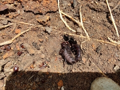 Bothriurus bonariensis