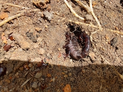 Bothriurus bonariensis