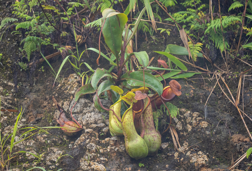 Nepenthes alata