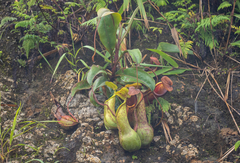 Nepenthes alata