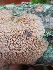 Phlebia livida