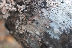 Caliciaceae