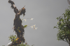 Dendrobium stella-silvae