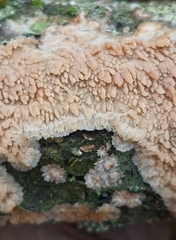 Phlebia livida
