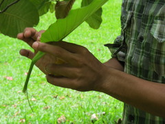 Dillenia suffruticosa