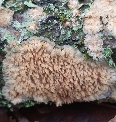 Phlebia livida