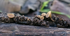 Ciboria amentacea