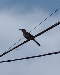 Toxostoma curvirostre