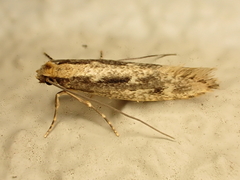 Tinea pallescentella