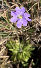 Pinguicula caerulea