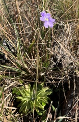 Pinguicula caerulea