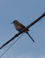 Toxostoma curvirostre