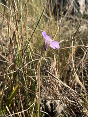 Pinguicula caerulea