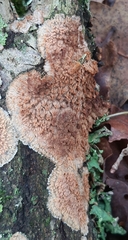 Phlebia livida