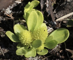 Polygala nana