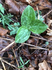 Trillium sessile
