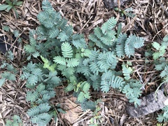 Prosopis reptans
