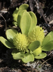 Polygala nana