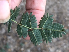Prosopis reptans
