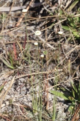 Syngonanthus flavidulus