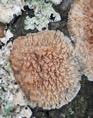 Phlebia livida