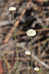 Syngonanthus flavidulus