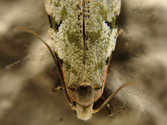 Endophthora pallacopis