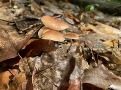 Marasmiineae