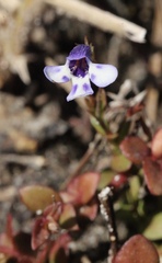 Lindernia grandiflora