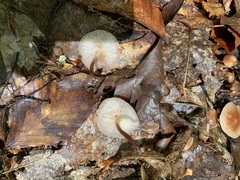 Marasmiineae