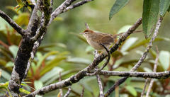 Cincloramphus timoriensis