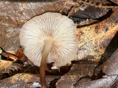 Marasmiineae